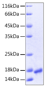 Recombinant Human VEGF-A/VEGF121(K321N) Protein