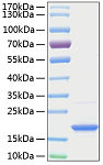 Recombinant Human TNFSF13B/BAFF/CD257 Protein (RP00018)