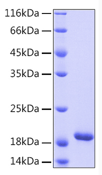 Recombinant Human IL-33 Protein