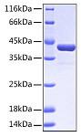 Recombinant Human EphA2/ECK Protein (RP00024)