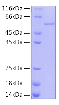 Recombinant Human RBBP-4 Protein