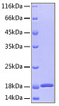 Recombinant Human GMF-beta Protein (RP00031)