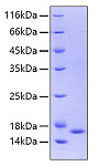 Recombinant Human IL36 gamma/IL-1F9 Protein (RP00035)