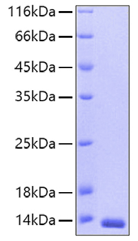 Recombinant Human Thioredoxin/SASP/TXN Protein