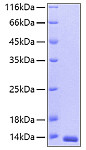 Recombinant Human Thioredoxin/SASP/TXN Protein (RP00036)