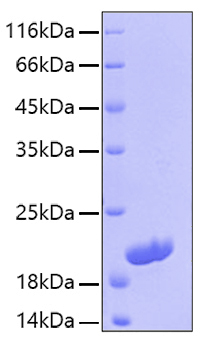 Recombinant Human IL-16 Protein