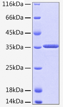 Recombinant Human HTRA2 Protein