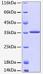 Recombinant Human HTRA2 Protein (RP00041)