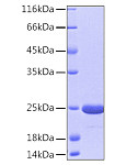 Recombinant Human DJ-1/PARK7 Protein (RP00042)