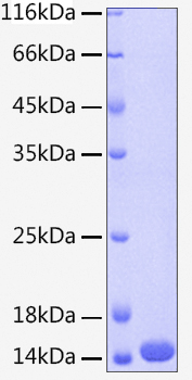 Recombinant Human Cystatin-A/CSTA Protein