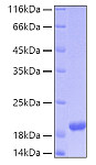 Recombinant Human MANF Protein (RP00044)