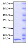 Recombinant Human FKBP1A/FKBP12  Protein (RP00051)