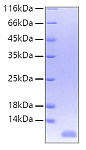 Recombinant Human IL-8/CXCL8/GCP-1 Protein (RP00052)