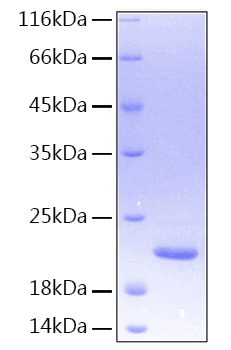 Recombinant Human TNFSF15/TL1 Protein