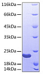 Recombinant Human Sonic hedgehog protein N-product/SHH(C24IVI) Protein (RP00056)