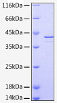 Recombinant Human Alpha-2-MRAP/LRPAP1 Protein (RP00058)