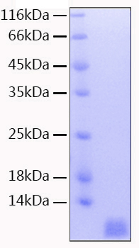 Recombinant Human NEDD8 Protein