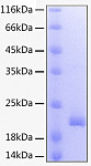 Recombinant Human TNFSF9/4-1BB Ligand Protein (RP00060)