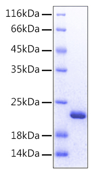 Recombinant Human FGF-12 Protein