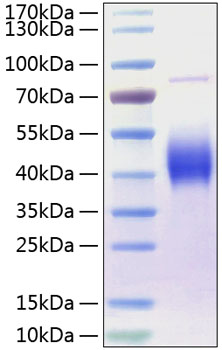 Recombinant Human B7-1/CD80 Protein