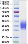 Recombinant Human PD-1/PDCD1/CD279 Protein (RP00067)