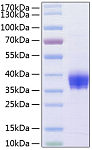 Recombinant Human Ep-CAM/TROP-1/CD326 Protein (RP00073)
