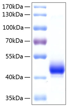 Recombinant Human ALK-4/ACVR1B Protein