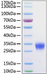Recombinant Human Fc-gamma RIIb/CD32b Protein (RP00075)