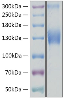 Recombinant Human VEGFR-2/KDR/CD309 Protein