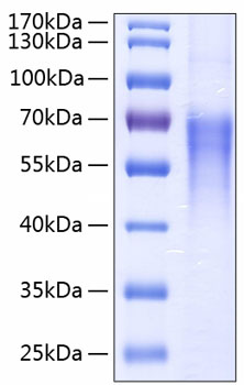 Recombinant Human B7-2/CD86 Protein