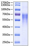 Recombinant Human B7-2/CD86 Protein (RP00090)