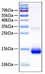 Recombinant Human Cystatin-SN/CST1 Protein (RP00100)
