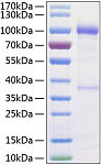 Recombinant Human GDNFR-alpha-1/GFRA1 Protein (RP00102)