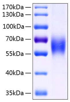 Recombinant Human SLAMF2/CD48 Protein