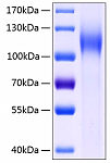 Recombinant Human CDH17/LI-cadherin Protein (RP00108)