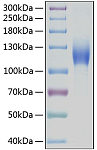 Recombinant Human c-Kit/CD117 Protein (RP00114)