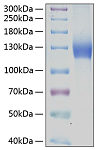 Recombinant Human PDGFR-alpha/CD140a Protein (RP00116)