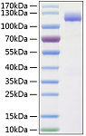 Recombinant Human ALCAM/CD166 Protein (RP00119)
