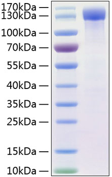 Recombinant Human ErbB-4/HER4 Protein