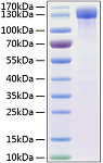 Recombinant Human ErbB-4/HER4 Protein (RP00120)