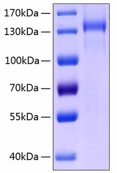 Recombinant Human TIE2/TEK/CD202b Protein