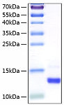 Recombinant Human Colipase/CLPS Protein (RP00125)