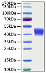 Recombinant Human OX-2/CD200 Protein (RP00127)