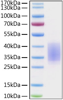 Recombinant Human CD28 Protein