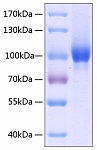 Recombinant Human Neuropilin-1/NRP1/VEGF165R/CD304 Protein (RP00137)