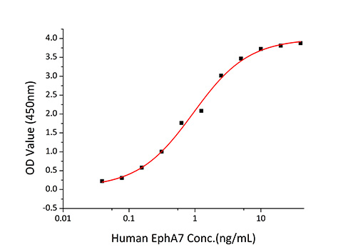 Recombinant Human Ephrin-A4/EFNA4 Protein