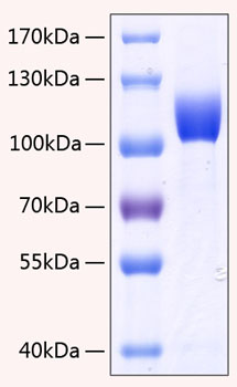 Recombinant Human FGFR-3/CD333 Protein