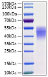 Recombinant Human CD38 Protein (RP00151)