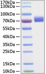Recombinant Human Siglec-3/CD33 Protein (RP00159)
