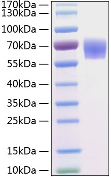 Recombinant Human BACE-1/ASP2 Protein